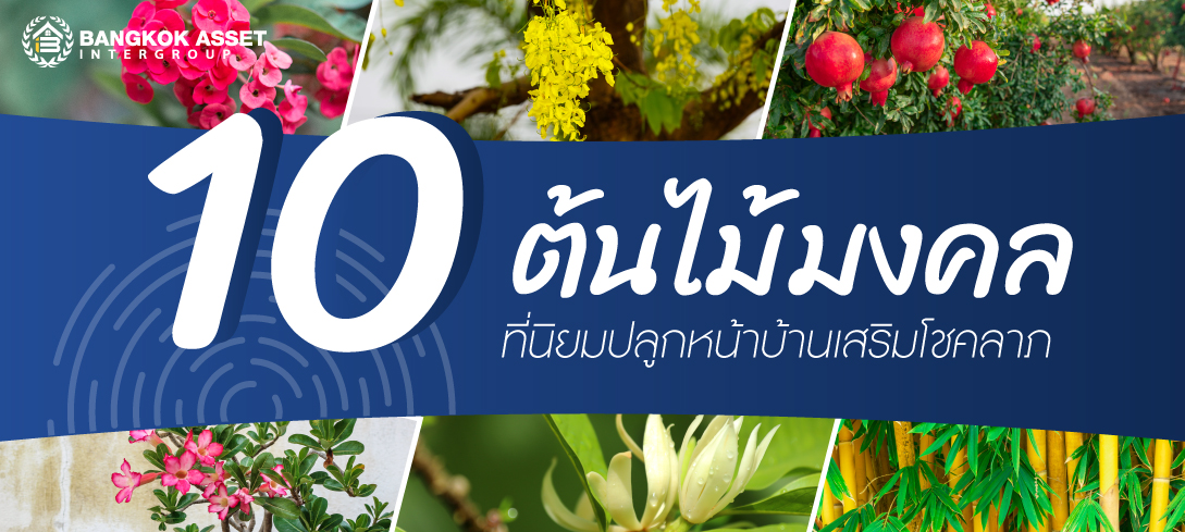 10 ต้นไม้มงคล ที่นิยมปลูกหน้าบ้านเสริมโชคลาภ 